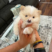 Star joined the competition — help win amazing prizes! puppy, dog, fluffy, cute, pet, hands, living_room, couch, coffee_table, rug, home, indoor, small_dog, adorable, furry, person, wristband, bracelet, holding, animal