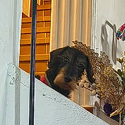 Pitousse a rejoint le concours — aidez-le/la à gagner de superbes lots ! dog, pet, dachshund, peeking, staircase, ledge, indoor, curtain, decorative_leaves, floral_arrangement, vase, curious, brown_fur, face, eyes, nose, shadow, railing, wall, cozy