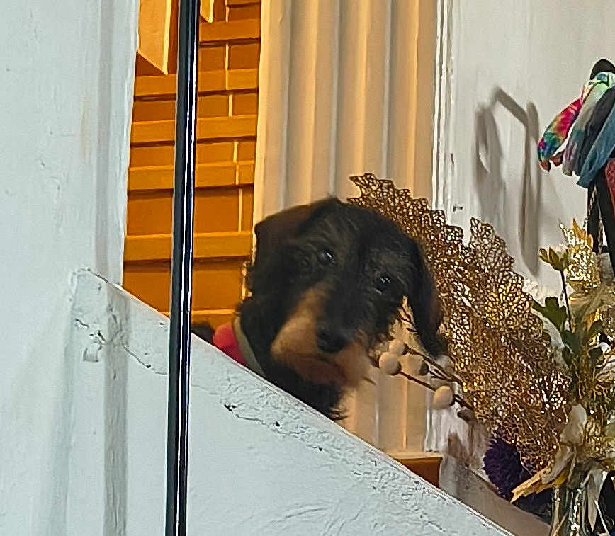 Pitousse a rejoint le concours — aidez-le/la à gagner de superbes lots ! dog, pet, dachshund, peeking, staircase, ledge, indoor, curtain, decorative_leaves, floral_arrangement, vase, curious, brown_fur, face, eyes, nose, shadow, railing, wall, cozy