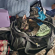 Munchkin is registered to the contest to win money with this photo: cat, tortoiseshell_cat, duffel_bag, jeep, clothing, bed, bottle, dr_pepper, zero_sugar, six_pack, indoor, pet, curious, relaxed, messy_room, fabric, purple_object, pile, soft, travel