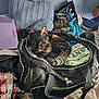 cat, tortoiseshell_cat, duffel_bag, jeep, clothing, bed, bottle, dr_pepper, zero_sugar, six_pack, indoor, pet, curious, relaxed, messy_room, fabric, purple_object, pile, soft, travel