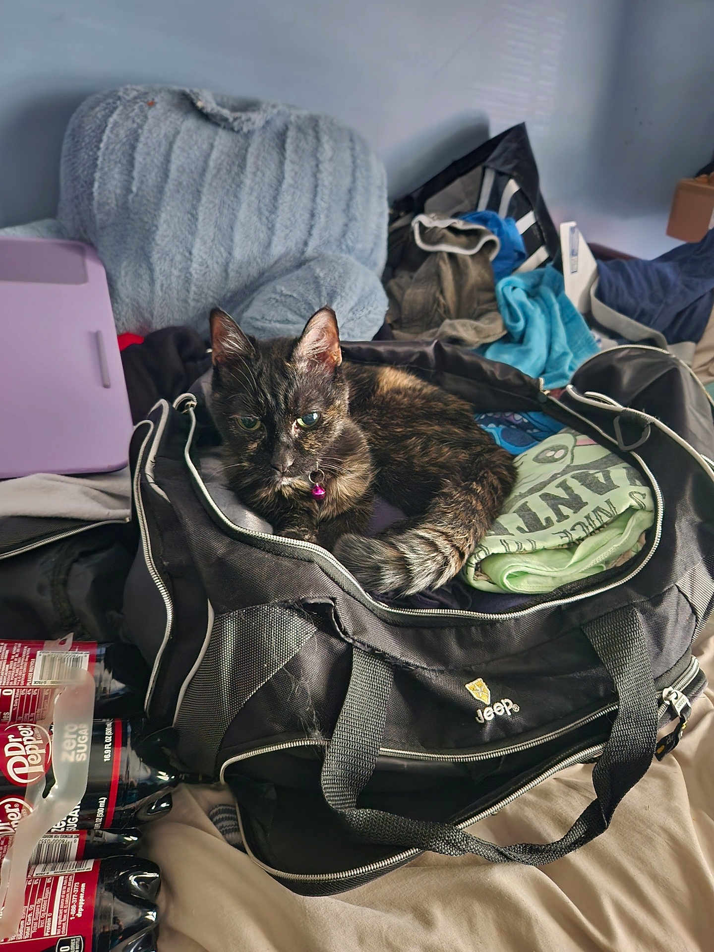 Munchkin is registered to the contest to win money with this photo: cat, tortoiseshell_cat, duffel_bag, jeep, clothing, bed, bottle, dr_pepper, zero_sugar, six_pack, indoor, pet, curious, relaxed, messy_room, fabric, purple_object, pile, soft, travel