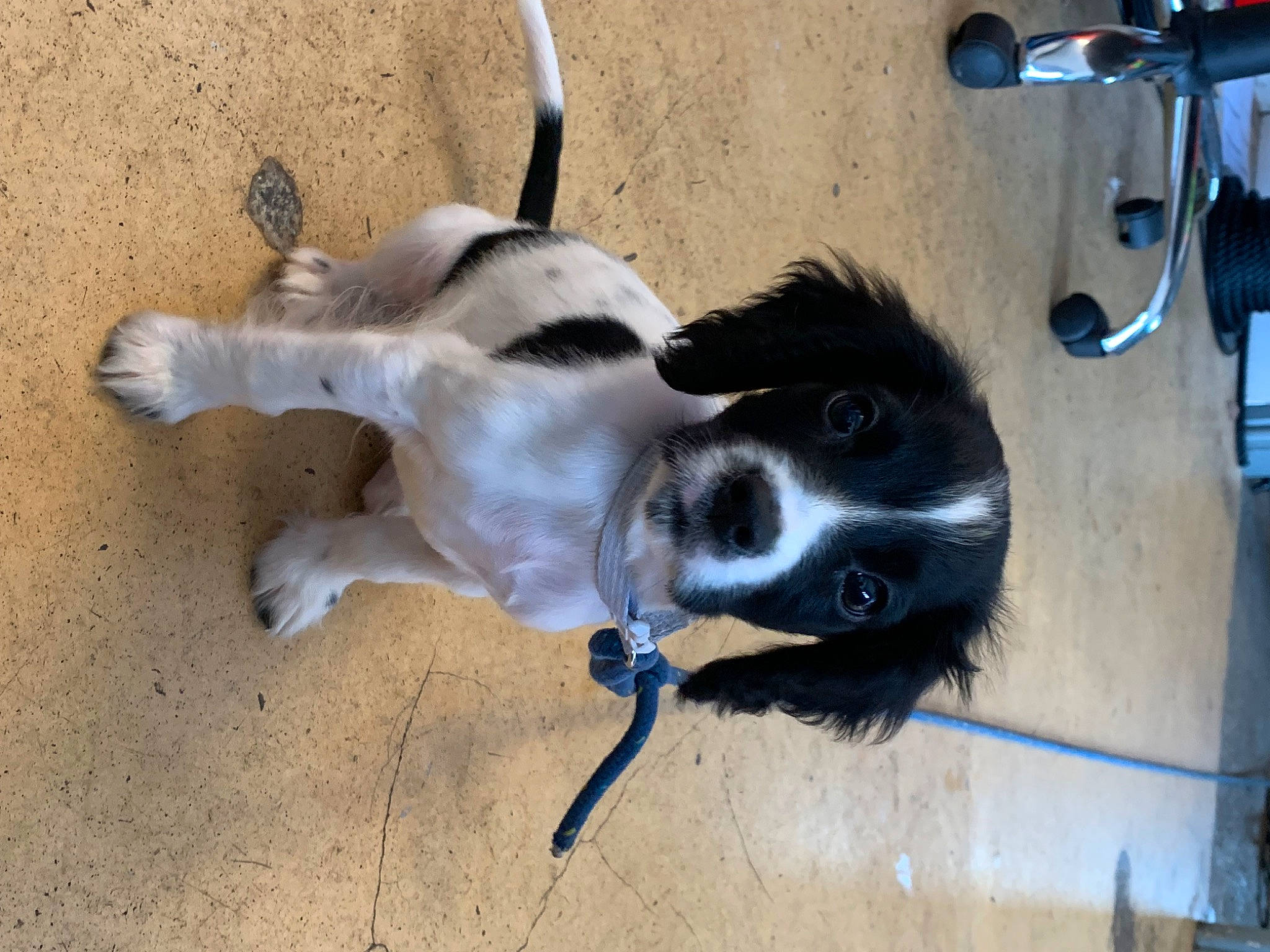 Lenni is registered to the contest to win money with this photo: art, canidae, carnivore, collar, companion_dog, dog, dog_breed, dog_supply, fur, pet_supply, snout, sporting_group, tail, whiskers, working_animal