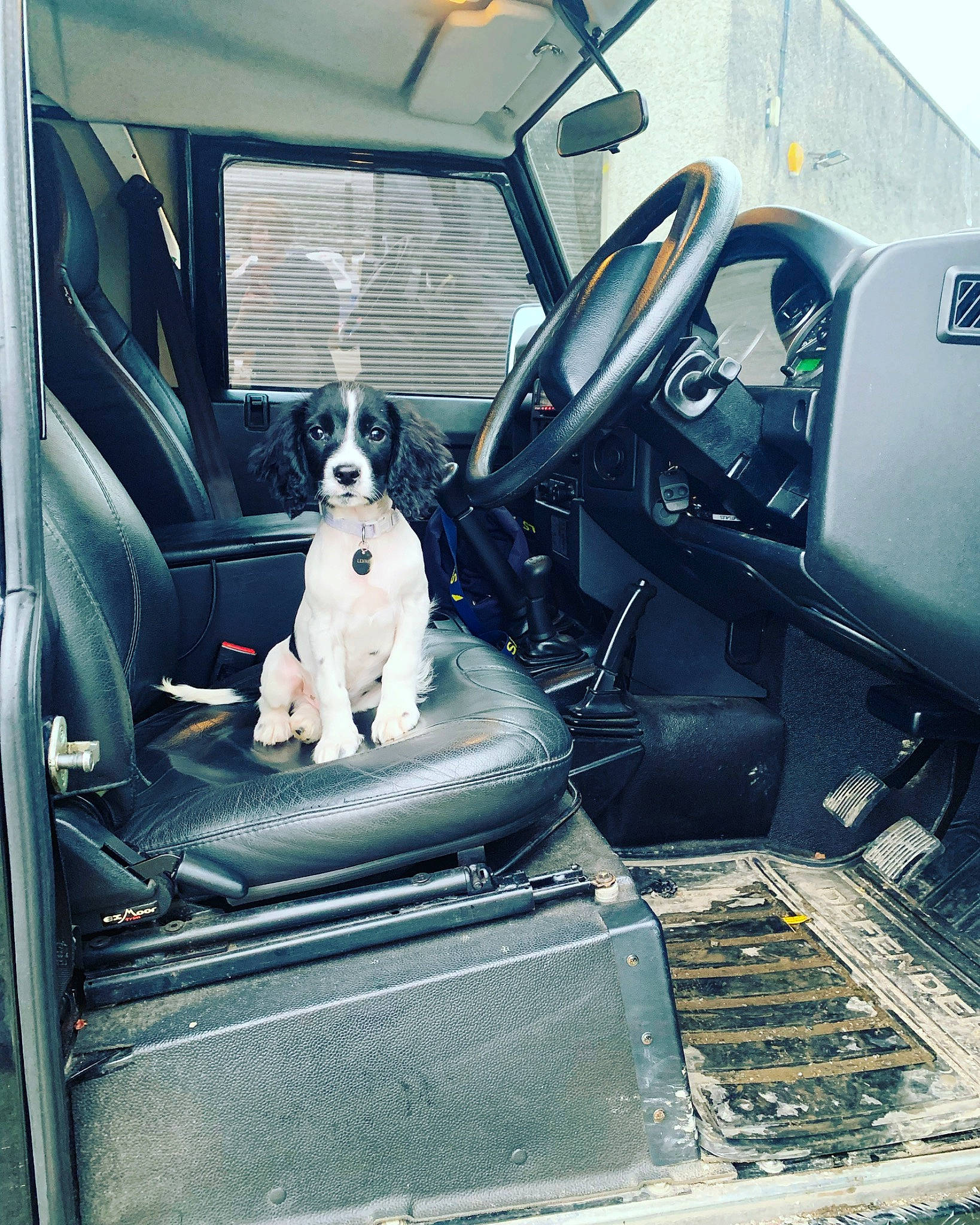 Lenni joined the competition — help win amazing prizes! auto_part, automotive_design, automotive_exterior, automotive_lighting, bumper, car, car_seat, car_seat_cover, carnivore, companion_dog, dog, dog_breed, hood, motor_vehicle, personal_luxury_car, steering_wheel, technology, vehicle, vehicle_door, windshield