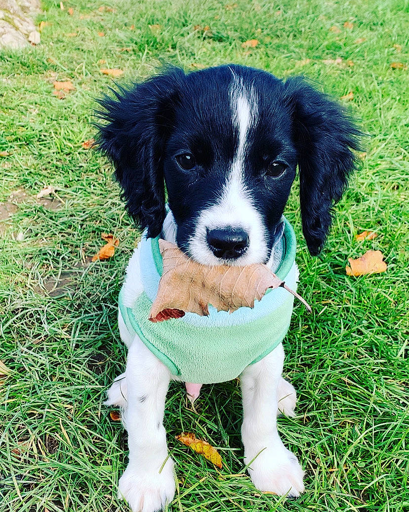 Lenni is registered to the contest to win money with this photo: border_collie, canidae, carnivore, chair, companion_dog, dog, dog_breed, dog_supply, grass, herding_dog, plant, sporting_group, terrestrial_animal, working_animal, working_dog