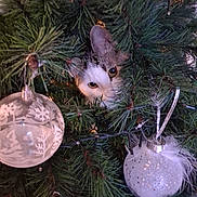 Arthus participe au concours pour gagner de l'argent avec cette photo : cat, christmas_tree, ornament, pine_needles, decorations, holiday, animal, pet, curious, greenery, festive, indoor, closeup, cute, playful, nature, branch, whiskers, eye, camouflage