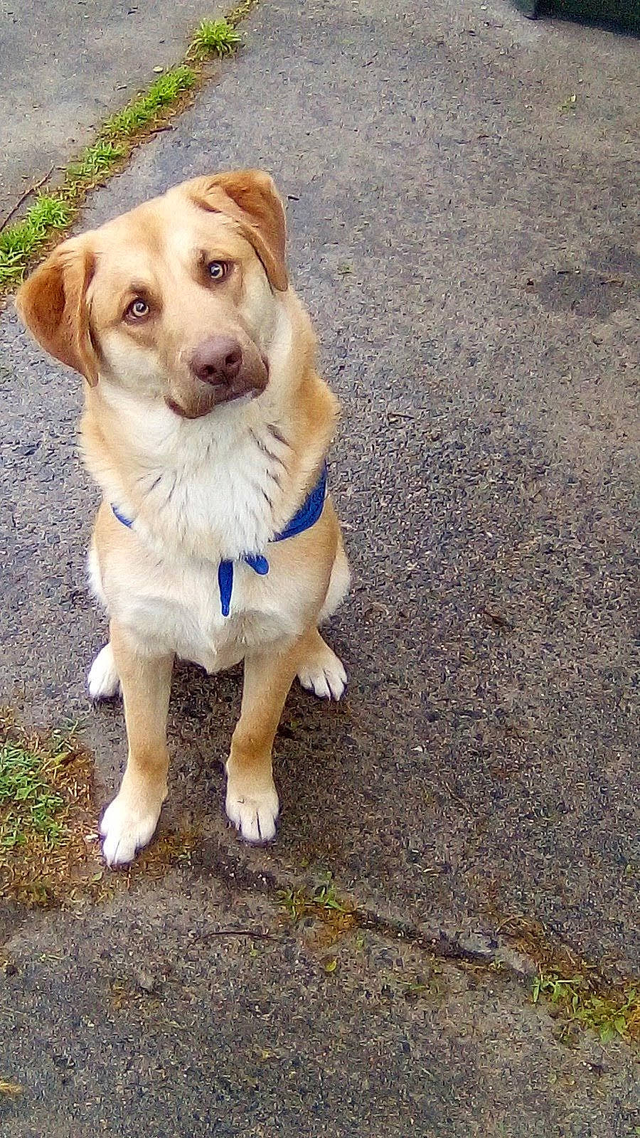 Boogie Bear joined the competition — help win amazing prizes! adventure, asphalt, canidae, carnivore, collar, companion_dog, dog, dog_breed, dog_collar, fawn, gun_dog, labrador_retriever, plant, retriever, road_surface, snout, soil, sporting_group, tail, working_animal