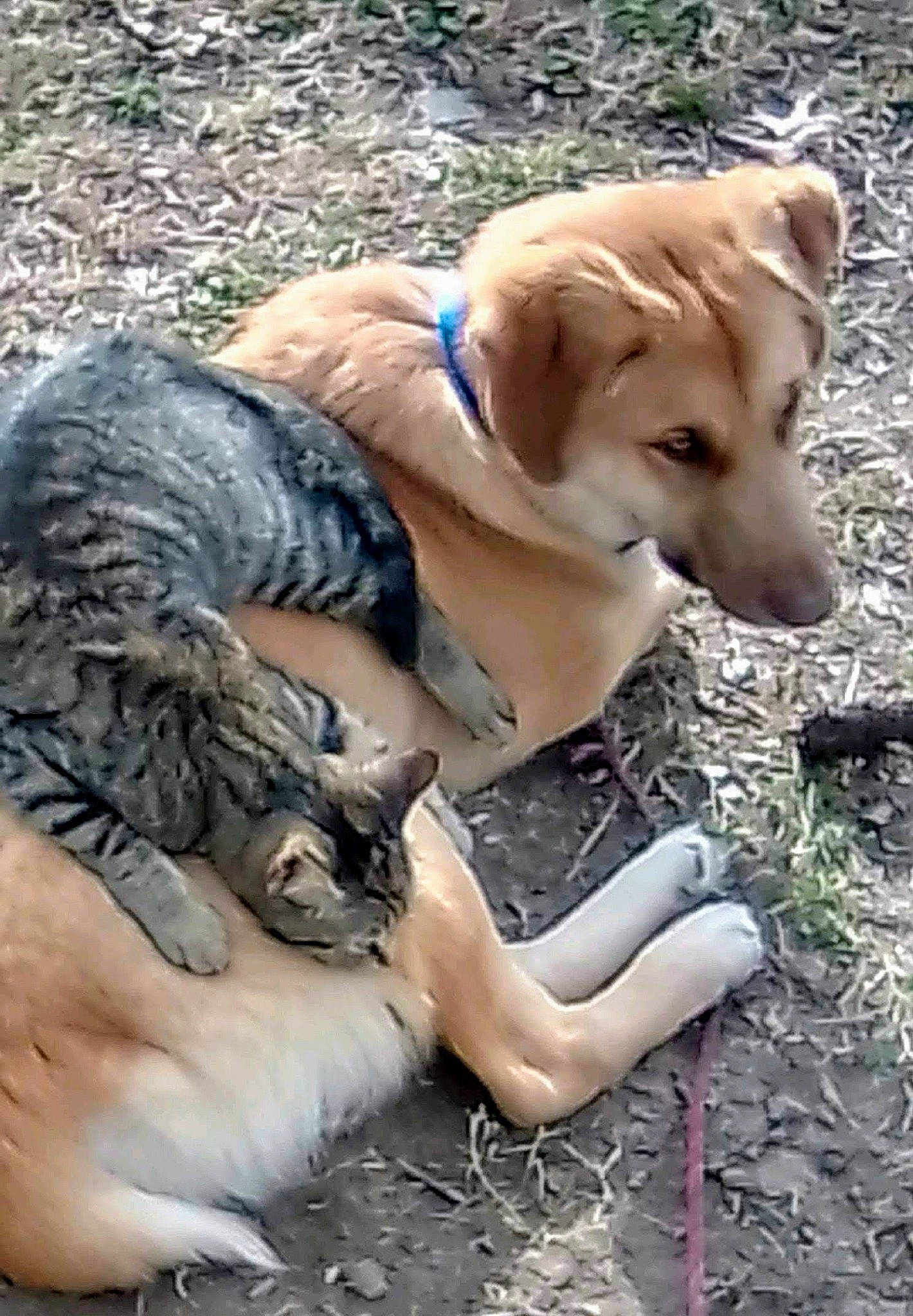 Boogie Bear joined the competition — help win amazing prizes! adventure, ancient_dog_breeds, canidae, carnivore, companion_dog, dog, dog_breed, fawn, fur, grass, human_leg, plant, sitting, soil, sporting_group, street_dog, tail, thigh, wood, working_animal