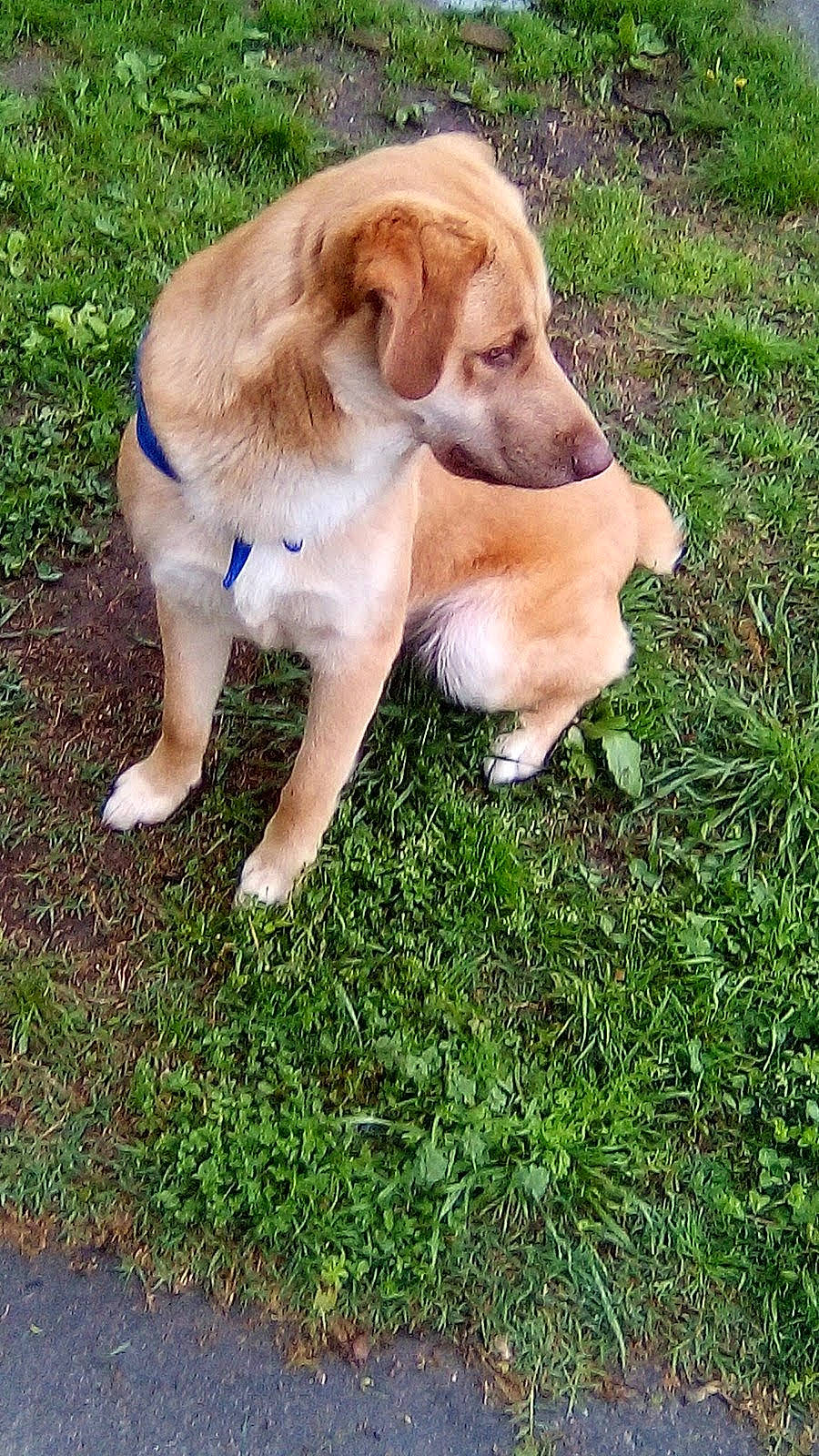 Boogie Bear joined the competition — help win amazing prizes! canidae, carnivore, companion_dog, dog, dog_breed, fawn, fur, grass, groundcover, gun_dog, herb, liver, paw, plant, retriever, sporting_group, tail, working_animal