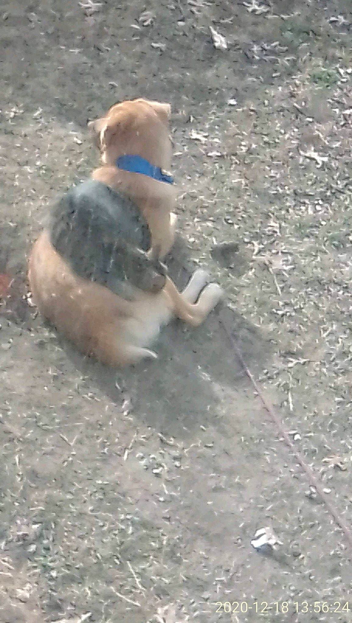 Boogie Bear joined the competition — help win amazing prizes! adventure, canidae, carnivore, companion_dog, dog, dog_breed, fawn, non_sporting_group, soil, sporting_group, tail, working_animal