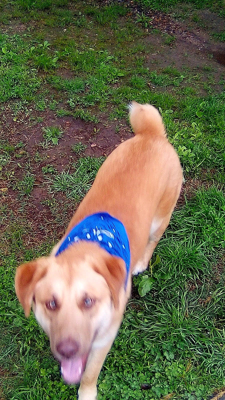 Boogie Bear is registered to the contest to win money with this photo: canidae, carnivore, collar, companion_dog, dog, dog_breed, dog_collar, dog_supply, fashion_accessory, fawn, grass, guard_dog, people_in_nature, pet_supply, plant, snout, sporting_group, tail, working_animal, working_dog