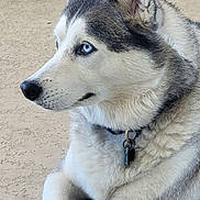 Bleux is registered to the contest to win money with this photo: dog, husky, blue_eyes, pet, animal, canine, fur, collar, laying_down, indoor, portrait, side_view, muzzle, ears, paw, domestic_animal, cute, alert, calm, beautiful