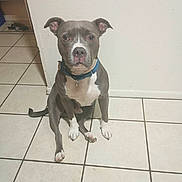 Cole joined the competition — help win amazing prizes! dog, pitbull, blue_collar, sitting, tile_floor, white_wall, indoor, pet, animal, canine, ears, tail, paw, snout, open_pantry, food_boxes, home, domestic, quiet, looking