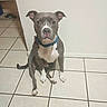 dog, pitbull, blue_collar, sitting, tile_floor, white_wall, indoor, pet, animal, canine, ears, tail, paw, snout, open_pantry, food_boxes, home, domestic, quiet, looking
