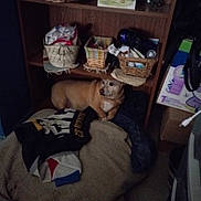 Chuck joined the competition — help win amazing prizes! basket, blanket, blanket_on_floor, brown_dog, clothes, cozy, dim_light, dog, domestic, floor, household_items, indoor, pet, relaxed, resting, room, shelf, small_dog, storage, wooden_furniture