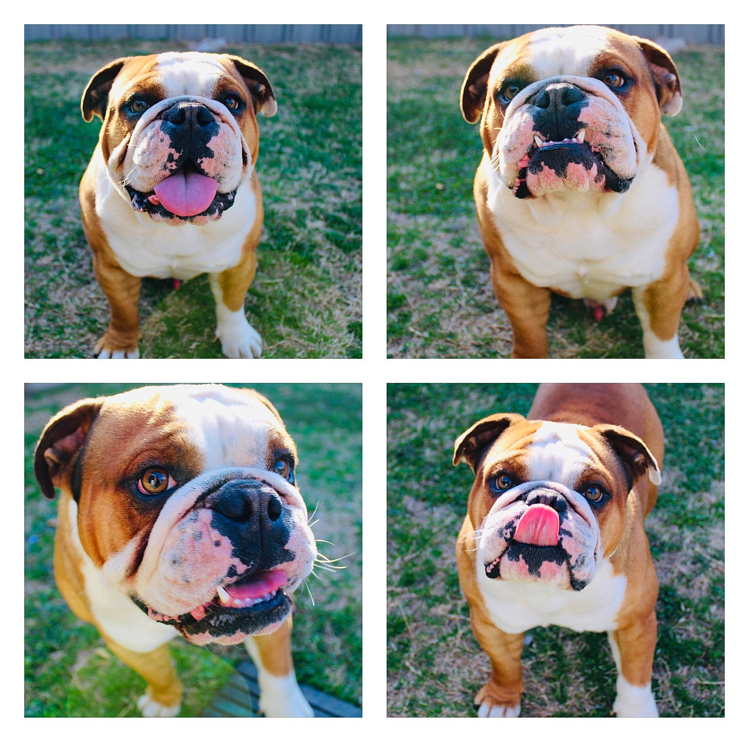 Chato joined the competition — help win amazing prizes! beauty, blue, bulldog, carnivore, companion_dog, dog, dog_breed, fashion_accessory, fawn, grass, green, light, mammal, photograph, plant, snapshot, stock_photography, vertebrate, white, yellow