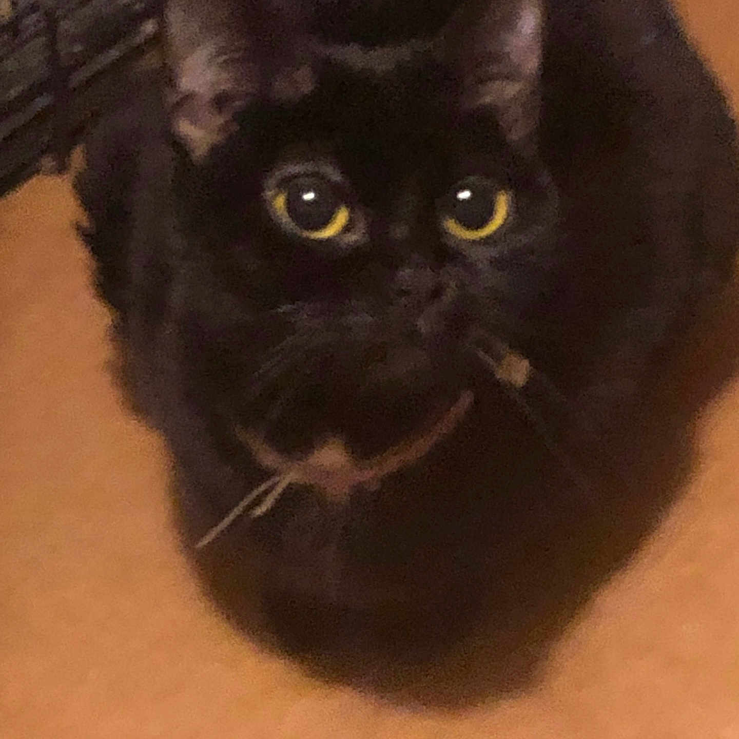 Jorja Raine joined the competition — help win amazing prizes! animal, bird, blackbird, blackcat, box, cat, face, head, kitten, manx, person, pet