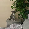 cat, tabby_cat, indoor, plant, green_leaves, ottoman, blanket, patterned_blanket, couch, gray_couch, beige_wall, decorative_wall_art, furniture, pet, sitting, curious, cozy, home_interior, relaxing, domestic_animal