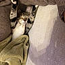 Miley joined the competition — help win amazing prizes! cat, tabby, stretching, paws, blanket, cozy, sleeping, feline, indoor, couch, soft, relaxed, pet, cute, resting, animal, fur, whiskers, nap, comfort