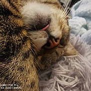 Skittles is registered to the contest to win money with this photo: cat, close_up, tongue_out, feline, fur, whiskers, nose, sleeping, relaxed, cozy, soft_texture, blanket, striped_fur, pet, animal, cute, indoor, resting, muzzle, macro