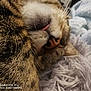 cat, close_up, tongue_out, feline, fur, whiskers, nose, sleeping, relaxed, cozy, soft_texture, blanket, striped_fur, pet, animal, cute, indoor, resting, muzzle, macro