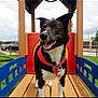 black_and_white, canine, car, close_up, collar, dog, ears_up, fence, grass, happy, id_tag, outdoor, pet, play_structure, playground, red_bandana, sitting, sky, tongue_out, wooden_platform