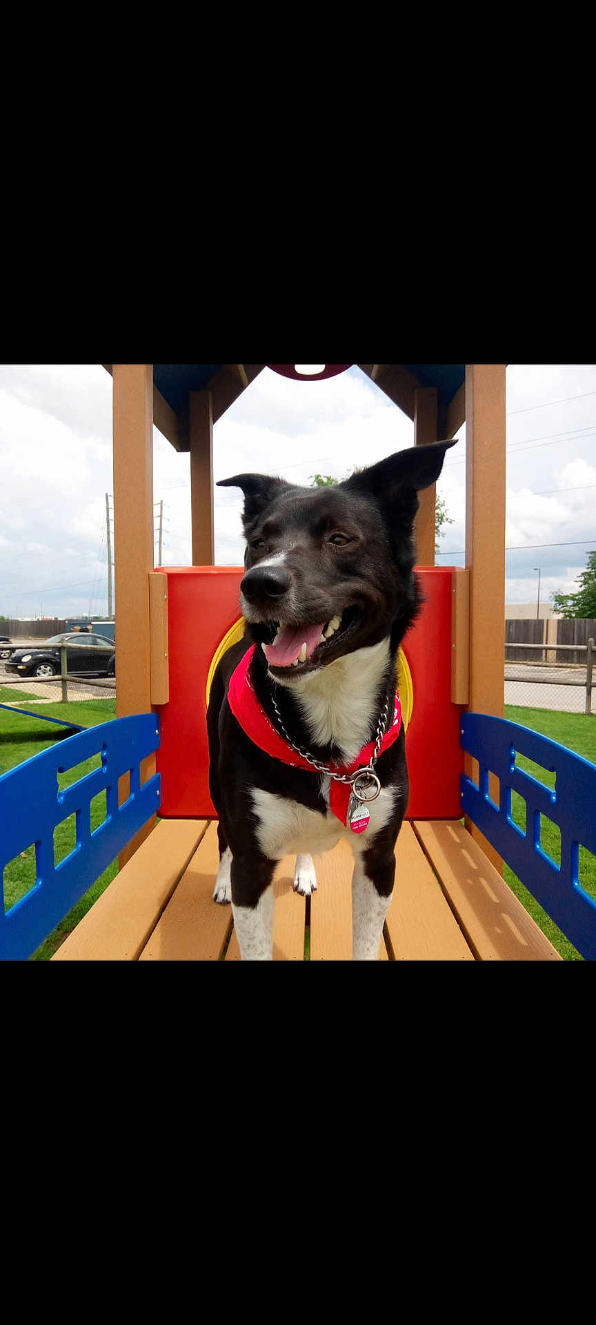 Bentley is registered to the contest to win money with this photo: black_and_white, canine, car, close_up, collar, dog, ears_up, fence, grass, happy, id_tag, outdoor, pet, play_structure, playground, red_bandana, sitting, sky, tongue_out, wooden_platform