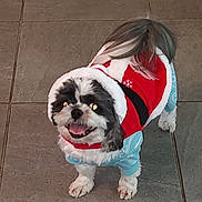 Milo is registered to the contest to win money with this photo: dog, small_dog, pet, festive_clothing, holiday_outfit, red, blue, white, tile_floor, indoor, smiling, tongue_out, fur, cute, standing, looking_up, animal, companion, happy, adorable