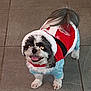 dog, small_dog, pet, festive_clothing, holiday_outfit, red, blue, white, tile_floor, indoor, smiling, tongue_out, fur, cute, standing, looking_up, animal, companion, happy, adorable