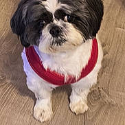 Milo is registered to the contest to win money with this photo: animal, black_and_white, canine, companion_animal, cute, dog, floor, fluffy, front_view, indoors, long_hair, looking_at_camera, pet, portrait, red_harness, shih_tzu, small_dog, standing, vertical_photo, wooden_floor