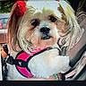 dog, small_dog, fluffy, white_fur, red_bow, pink_harness, car, vehicle, pet, companion_animal, portrait, sitting, indoors, passenger_seat, cute, groomed, long_hair, brown_ears, camera_facing, outdoor_background