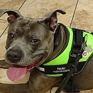 Manolo joined the competition — help win amazing prizes! dog, gray_dog, harness, leash, indoor, tile_floor, tongue_out, happy, pet, canine, ears_up, close_up, resting, bright_color, smiling, animal, companion, domestic, floor, cute