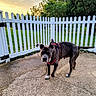 Manolo is registered to the contest to win money with this photo: animal, backyard, brown_dog, canine, concrete, curious, daylight, dog, fence, grass, greenery, harness, nature, outdoor, pet, picket_fence, sky, sunset, trees, walk