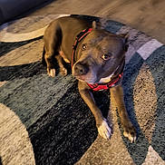 Manolo is registered to the contest to win money with this photo: animal, brown_dog, canine, carpet, companion, curious, dog, domestic_pet, ears, floor, furniture, indoor, living_room, looking_up, paw, pet, red_harness, relaxed, rug, snout