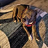 animal, brown_dog, canine, carpet, companion, curious, dog, domestic_pet, ears, floor, furniture, indoor, living_room, looking_up, paw, pet, red_harness, relaxed, rug, snout