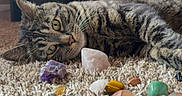 Jackson is registered to the contest to win money with this photo: cat, tabby_cat, carpet, stones, crystals, animal, pet, indoor, relaxed, feline, curious, texture, closeup, laying, light, natural_light, decor, collection, home, cozy