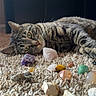 cat, tabby_cat, carpet, stones, crystals, animal, pet, indoor, relaxed, feline, curious, texture, closeup, laying, light, natural_light, decor, collection, home, cozy