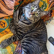 Jackson is registered to the contest to win money with this photo: cat, tabby, pet, animal, feline, green_eyes, curious, relaxed, indoor, blanket, patterned, colorful, striped, collar, whiskers, paw, tail, couch, resting, cute