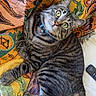 cat, tabby, pet, animal, feline, green_eyes, curious, relaxed, indoor, blanket, patterned, colorful, striped, collar, whiskers, paw, tail, couch, resting, cute