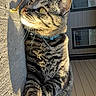 Jackson is registered to the contest to win money with this photo: cat, tabby_cat, outdoor, sunlight, shadow, dandelion, concrete, feline, pet, collar, curious, relaxed, striped_fur, house, window, daylight, sidewalk, nature, animal, domestic_cat