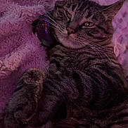 Jackson is registered to the contest to win money with this photo: animal, blanket, cat, close_up, companion, cozy, cute, domestic_animal, feline, fur, indoor, paw, pet, purple_lighting, relaxed, resting, sleepy, soft_texture, tabby_cat, whiskers