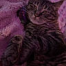 Jackson is registered to the contest to win money with this photo: cat, tabby_cat, pet, feline, animal, fur, whiskers, paw, blanket, soft_texture, purple_lighting, indoor, relaxed, sleepy, cozy, close_up, resting, domestic_animal, cute, companion