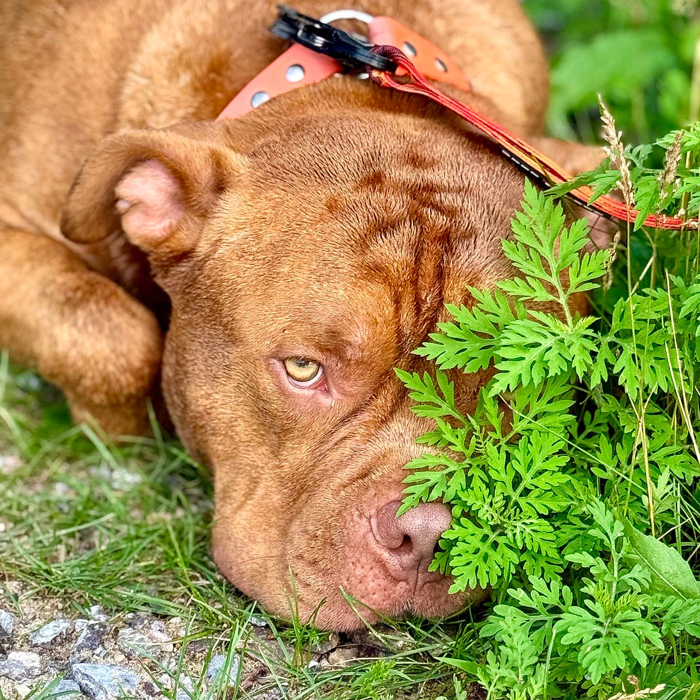 Cash is registered to the contest to win money with this photo: animal, background_blur, brown_dog, close_up, collar, daylight, dog, ear, eye, face, fur, grass, greenery, leash, lying_down, nature, nose, outdoor, pet, plants