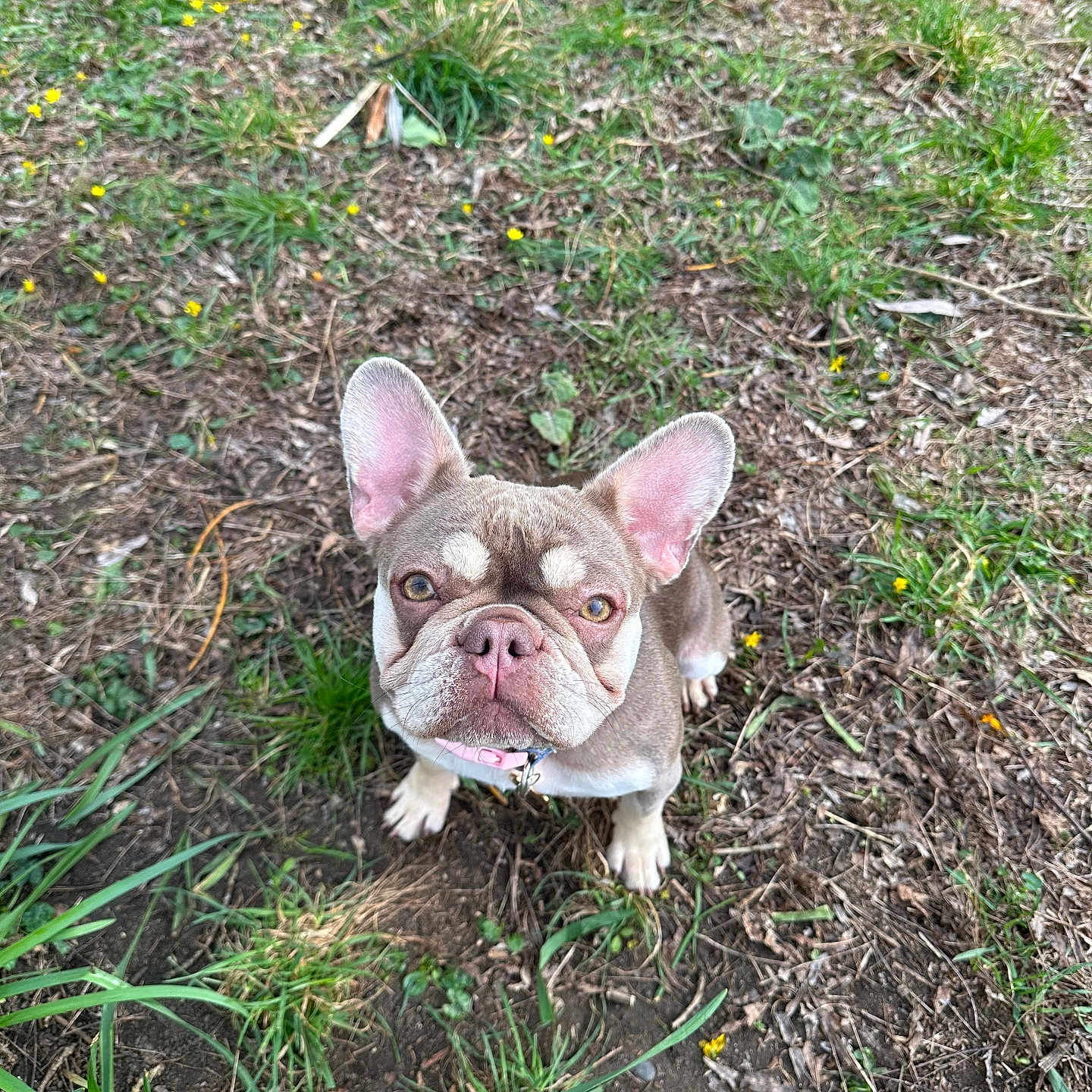 Luna joined the competition — help win amazing prizes! animal, boxer, bulldog, canine, dog, field, frenchbulldog, grass, herbal, herbs, lawn, leaf, nature, outdoors, pet, pitbull, plant, puppy, soil, yard