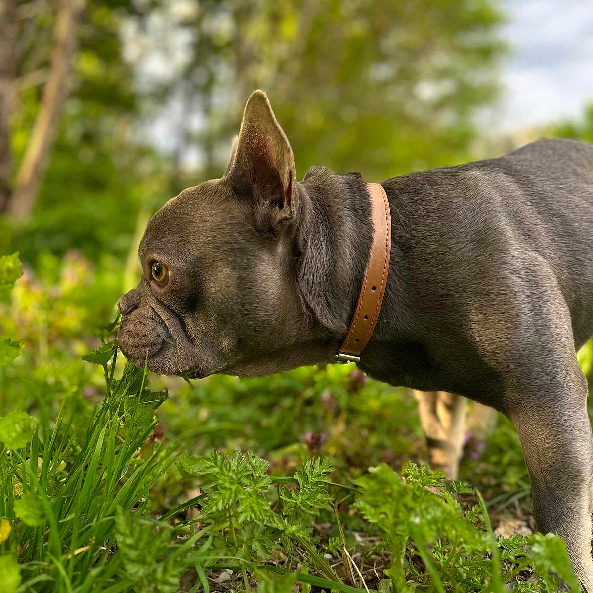 Odin