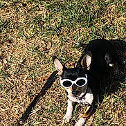 Oreo is registered to the contest to win money with this photo: dog, sunglasses, grass, outdoor, pet, small_dog, leash, sunny, black_dog, white_paws, relaxed, canine, shade, summer, animal, cute, accessory, playful, chihuahua, fashion