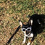 dog, sunglasses, grass, outdoor, pet, small_dog, leash, sunny, black_dog, white_paws, relaxed, canine, shade, summer, animal, cute, accessory, playful, chihuahua, fashion