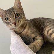Mitsu participe au concours pour gagner de l'argent avec cette photo : animal, cat, closeup, cozy, cute, domestic, feline, fur, gray_cat, indoor, looking, perch, pet, portrait, relaxed, resting, soft, tabby, whiskers, yellow_eyes