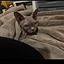 Lillith joined the competition — help win amazing prizes! sphynx_cat, cat, hairless_cat, blanket, plush_blanket, cozy, pet, indoor, bed, resting, stare, big_eyes, ears, wrinkled_skin, shelf, doll, furniture, portrait, domestic_pet, looking_at_camera