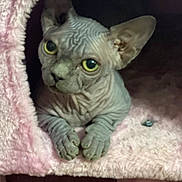 Lillith joined the competition — help win amazing prizes! sphynx_cat, cat, hairless_cat, pet, feline, animal, wrinkled_skin, yellow_eyes, big_eyes, ears, paws, close_up, portrait, cat_house, plush, pink, cozy, indoor, bedding, curious